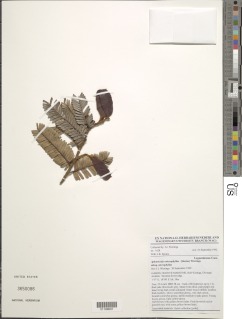 Aphanocalyx microphyllus image