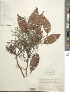 Image of Dialium pachyphyllum