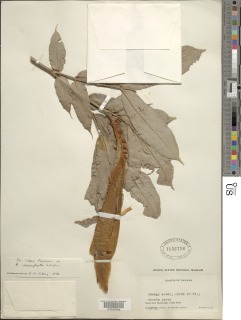 Brownea macrophylla image