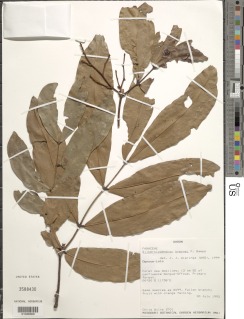 Image of Gilbertiodendron breynei