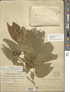 Bauhinia rubeleruziana image