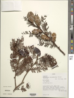 Aphanocalyx microphyllus image
