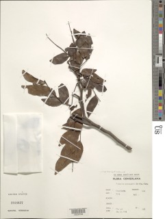 Tessmannia lescrauwaetii image