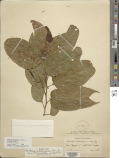 Bauhinia rubeleruziana image