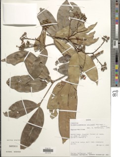 Image of Gilbertiodendron unijugum