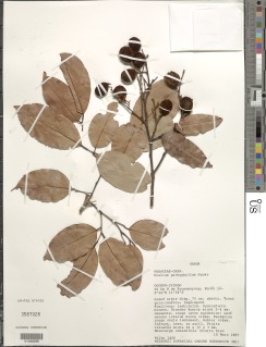 Dialium pachyphyllum image