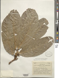 Berlinia bracteosa image