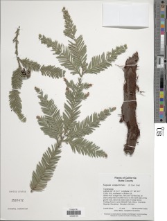Sequoia sempervirens image