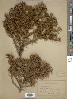 Abies × shastensis image