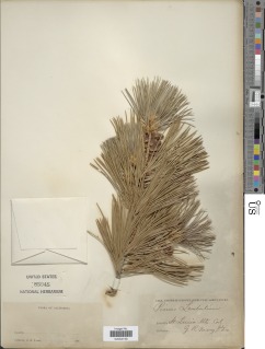 Pinus lambertiana image