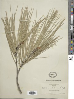 Pinus sabiniana image