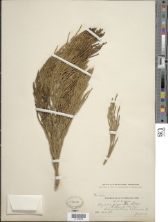 Sequoiadendron giganteum image