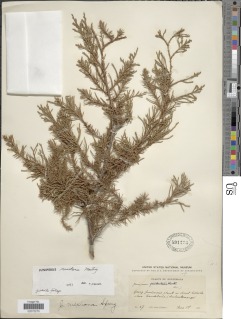 Juniperus comitana image