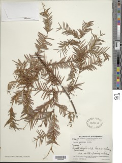 Image of Taxus globosa
