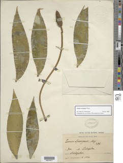 Zamia variegata image