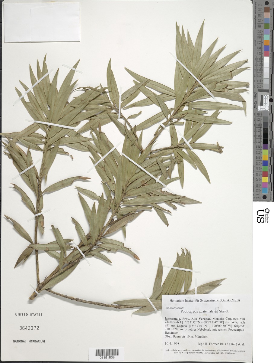 Podocarpus guatemalensis image