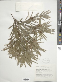 Afrocarpus gracilior image