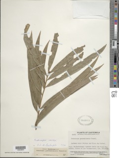 Image of Podocarpus reichei