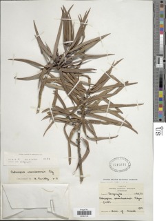 Image of Afrocarpus usambarensis