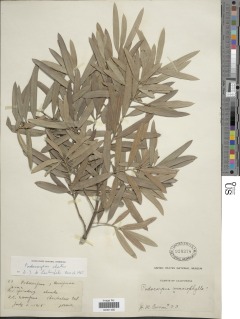 Image of Podocarpus elatus