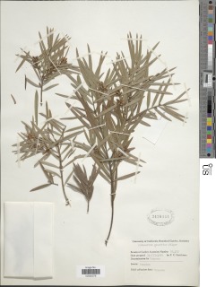 Image of Afrocarpus gracilior
