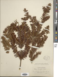 Taxus brevifolia image