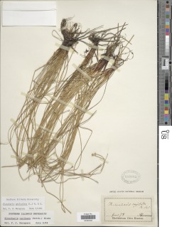 Eleocharis geniculata image