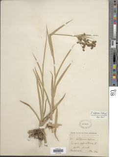 Image of Scirpus diffusus