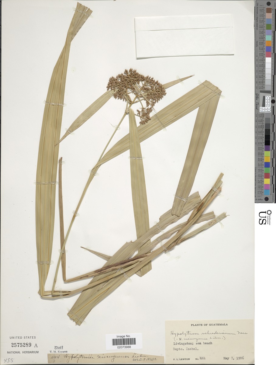 Hypolytrum longifolium subsp. nicaraguense image