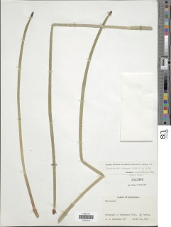 Eleocharis elegans image