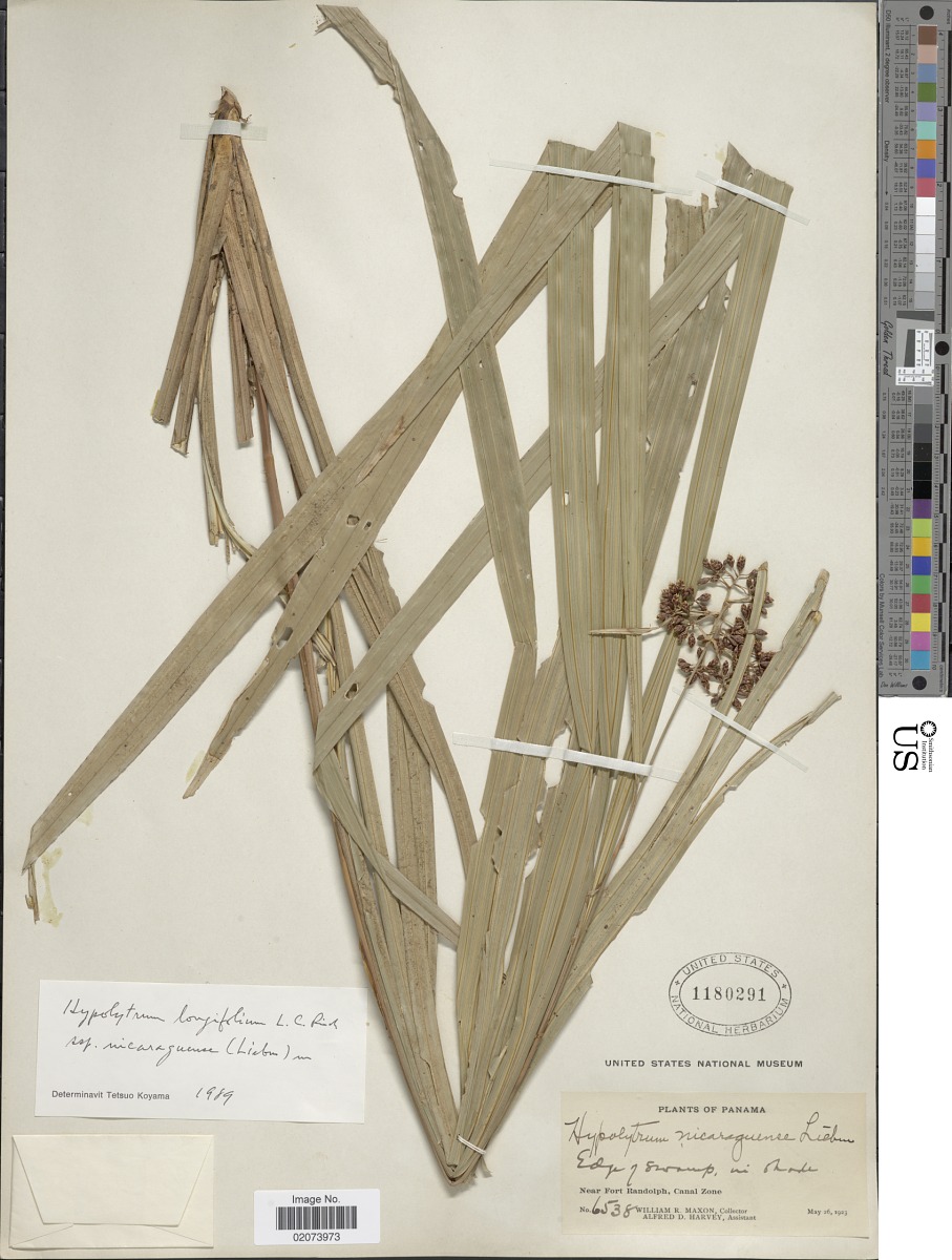 Hypolytrum longifolium subsp. nicaraguense image