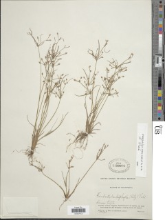 Fimbristylis dichotoma subsp. dichotoma image