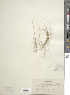 Eleocharis retroflexa image