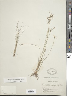 Fimbristylis dichotoma subsp. dichotoma image