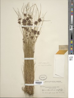 Cyperus bipartitus image