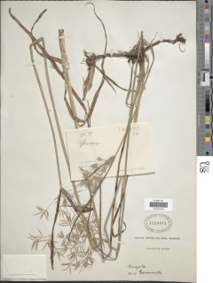 Cyperus rotundus subsp. tuberosus image