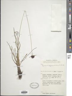 Pycreus nigricans image