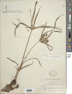 Cyperus panamensis image