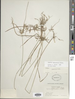 Cyperus sphacelatus image