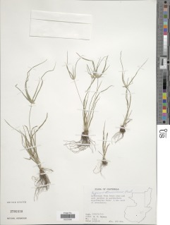 Cyperus tenerrimus image