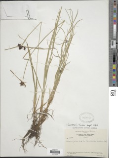 Image of Cyperus niger