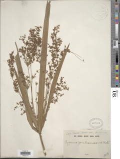 Cyperus glaucophyllus image