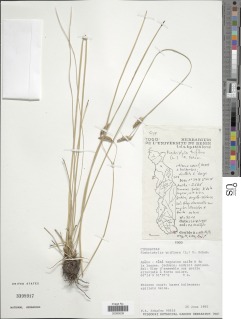 Abildgaardia triflora image