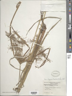 Mariscus longibracteatus image
