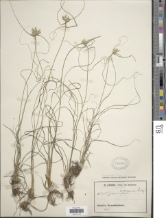 Pycreus cuanzensis image