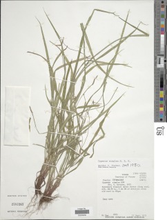 Cyperus simplex image