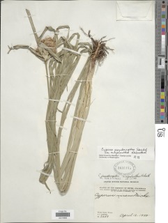 Cyperus pseudovegetus var. megalanthus image