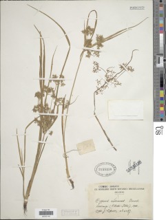 Cyperus reduncus image