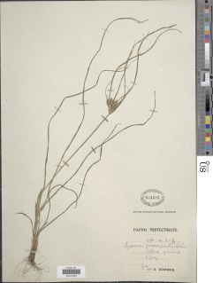 Cyperus macer image