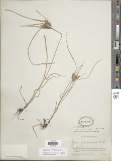 Cyperus tenuis image